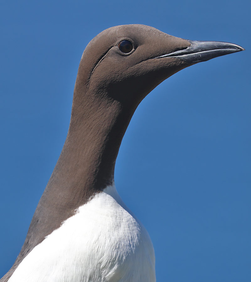 guillemot